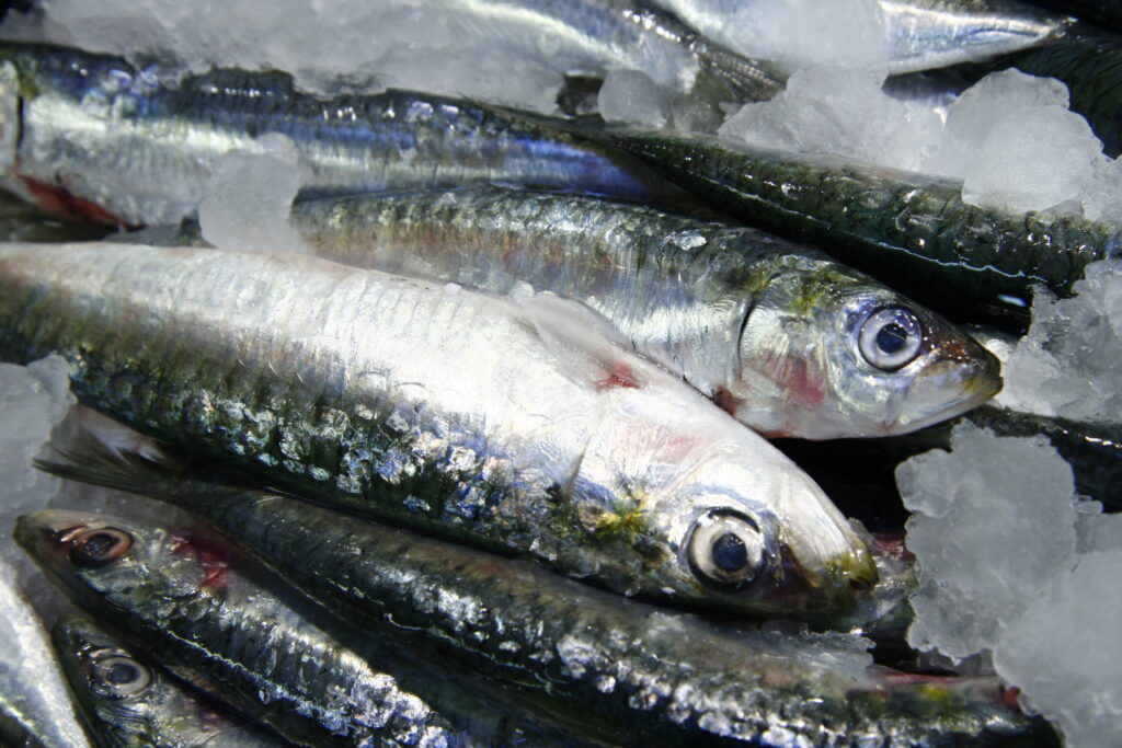 Sardinas en una merca de la red Mercasa