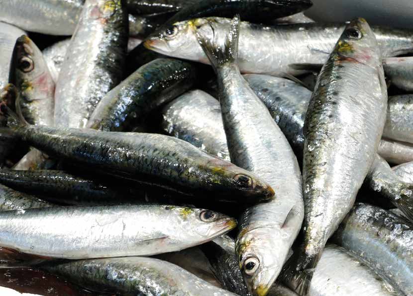 Sardinas